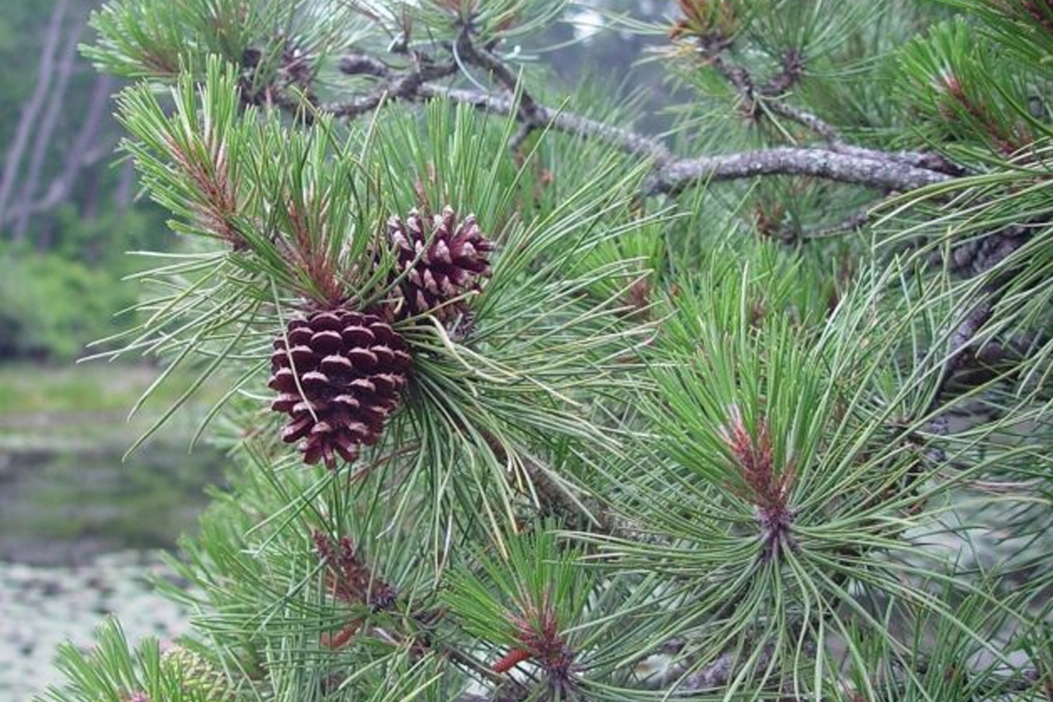 Pitch Pine Tree Plantings Suffolk Hydroseeding.com